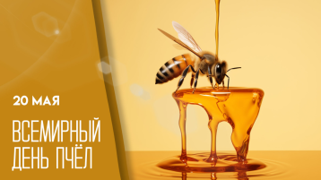 Всемирный день пчёл! Всемирный день пчёл!.